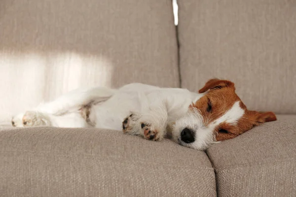 Draadharige Jack Russell Terrier Puppy Het Hondenbed Kijkend Naar Camera — Stockfoto