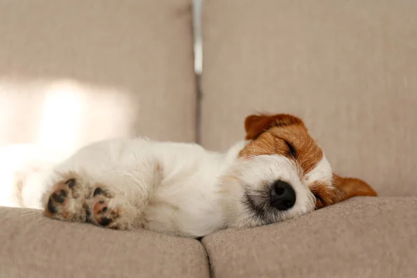 Wire Haired Jack Russell Terrier Puppy Dog Bed Looking Camera — Stock Photo, Image