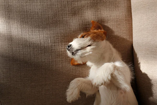 Cableado Jack Russell Terrier Cachorro Cama Del Perro Mirando Cámara —  Fotos de Stock