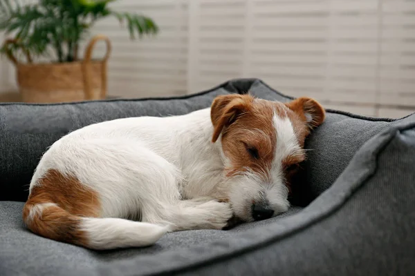 Portret Van Een Vier Maanden Oude Bedrade Jack Russell Terrier — Stockfoto