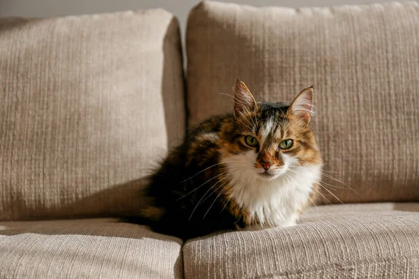 Retrato Gato Siberiano Lindo Con Ojos Verdes Acostado Sofá Textil — Foto de Stock