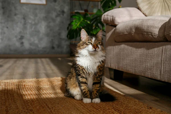 Retrato Gato Siberiano Lindo Con Ojos Verdes Sentados Alfombra Mimbre — Foto de Stock