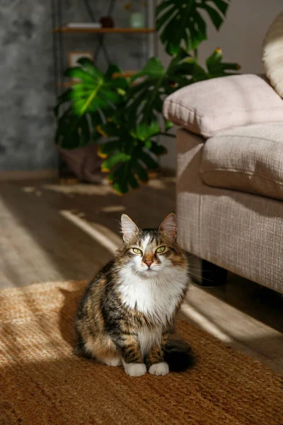 Retrato Gato Siberiano Lindo Con Ojos Verdes Sentados Alfombra Mimbre — Foto de Stock
