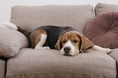 Meraklı köpek yavrusu kameraya bakıyor. Uzun kulaklı sevimli köpek, evde kanepede tek başına. Kapat, kopyala alanı, rahat iç arkaplan.