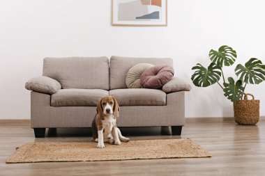 Hasır bir halıya serilmiş koca kulaklı sevimli av köpeği. Evdeki halının üzerinde kahverengi, siyah ve beyaz işaretli sevimli ve komik bir köpek yavrusu. Kapat, metin için boşluk kopyala, iç arkaplan.