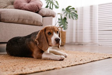 Hasır bir halıya serilmiş koca kulaklı sevimli av köpeği. Evdeki halının üzerinde kahverengi, siyah ve beyaz işaretli sevimli ve komik bir köpek yavrusu. Kapat, metin için boşluk kopyala, iç arkaplan.