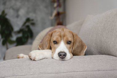 Meraklı köpek yavrusu kameraya bakıyor. Uzun kulaklı sevimli köpek, evde kanepede tek başına. Kapat, kopyala alanı, rahat iç arkaplan.