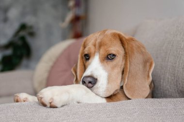 Meraklı köpek yavrusu kameraya bakıyor. Uzun kulaklı sevimli köpek, evde kanepede tek başına. Kapat, kopyala alanı, rahat iç arkaplan.