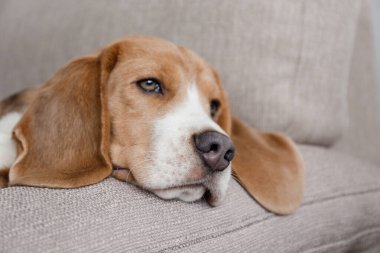 Meraklı köpek yavrusu kameraya bakıyor. Uzun kulaklı sevimli köpek, evde kanepede tek başına. Kapat, kopyala alanı, rahat iç arkaplan.