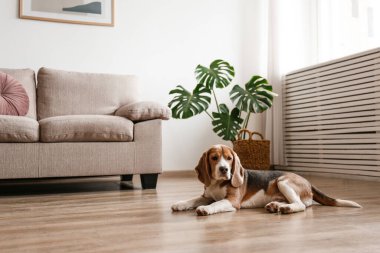 Yerde yatan kocaman kulakları olan sevimli bir av köpeği. Evinde kahverengi, siyah ve beyaz işaretli sevimli ve komik bir köpek yavrusu. Kapat, metin için boşluk kopyala, iç arkaplan.