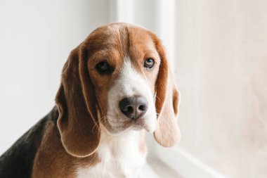 Pencere kenarındaki av köpeği sahibini bekliyor, pencereye bakıyor. Komik uzun kulakları olan sevimli av köpeği yürüyüş beklentisiyle oturuyor. Kapat, kopyala boşluk, arkaplan.