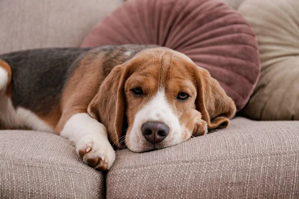 Meraklı köpek yavrusu kameraya bakıyor. Uzun kulaklı sevimli köpek, evde kanepede tek başına. Kapat, kopyala alanı, rahat iç arkaplan.