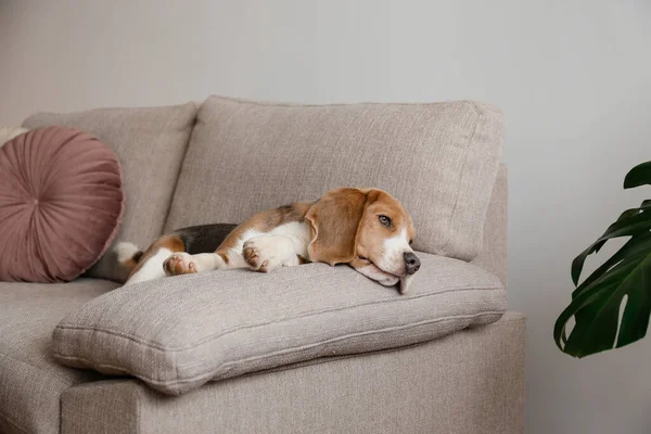 好奇的小猎犬看着摄像机 可爱的狗 长着长长的耳朵 一个人在家里的沙发上 复制空间 舒适的内部背景 — 图库照片
