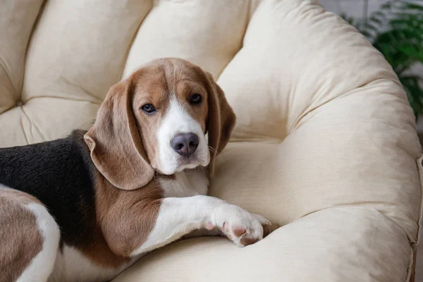 Retrato Adorável Filhote Cachorro Beagle Dormindo Cama Cão Cão Sonolento — Fotografia de Stock