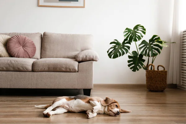 可爱的小猎犬 大耳朵躺在柳条地毯上 可爱而有趣的小狗 在家里的地毯上挂着褐色 黑色和白色的标记 复制文本的空间 内部背景 — 图库照片