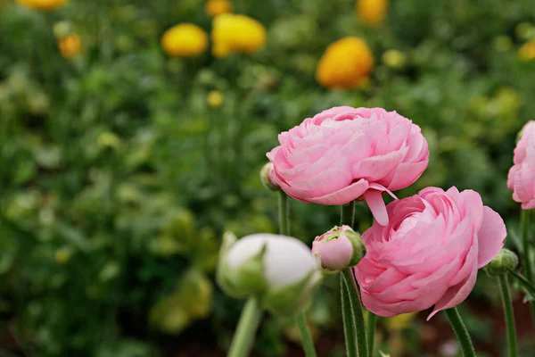 Primer Plano Hermoso Brote Ranúnculo Flor Campo Granja Flores Buttercup — Foto de Stock