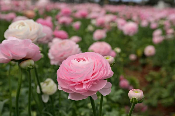 Primer Plano Hermoso Brote Ranúnculo Flor Campo Granja Flores Buttercup — Foto de Stock