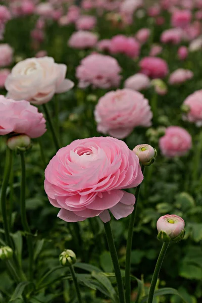 Close Shot Beautiful Blossoming Ranunculus Bud Field Persian Buttercup Flower — Stock Photo, Image