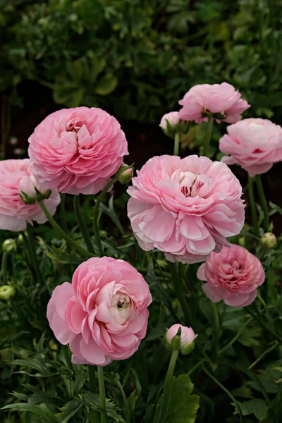 Close Shot Beautiful Blossoming Ranunculus Bud Field Persian Buttercup Flower — Stock Photo, Image