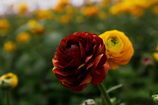近照一张美丽的花红色和黄色的双色兰花花蕾在田里 春花盛开的季节 波斯的蝴蝶花场 复制文字的空间 彩色背景 — 图库照片