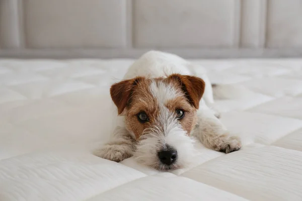 Wire Haired Jack Russell Terrier Puppy White Orthopedic Mattress Small — стоковое фото