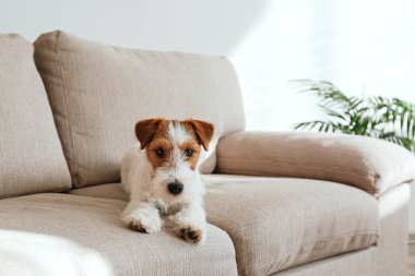 Tel saçlı Jack Russell Terrier köpek yavrusu bej renkli tekstil kanepesinde kameraya bakıyor. Evdeki kanepede oturan komik kürk lekeli küçük kaba köpecik. Kapat, kopyala boşluk, arkaplan