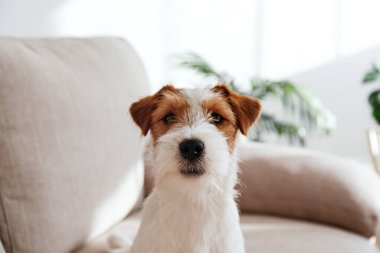 Tel saçlı Jack Russell Terrier köpek yavrusu bej renkli tekstil kanepesinde kameraya bakıyor. Evdeki kanepede oturan komik kürk lekeli küçük kaba köpecik. Kapat, kopyala boşluk, arkaplan
