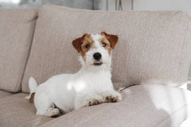 Tel saçlı Jack Russell Terrier köpek yavrusu bej renkli tekstil kanepesinde kameraya bakıyor. Evdeki kanepede oturan komik kürk lekeli küçük kaba köpecik. Kapat, kopyala boşluk, arkaplan