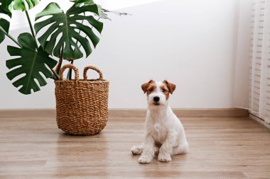 Cute rough coated Jack Russel terrier puppy sitting on a hardwood floor near the mostera palm. Adorable wire haired pup looking at the camera. Close up, copy space, background. clipart