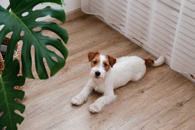 Mostera palmiyesinin yanındaki ahşap zeminde oturan şirin kaba kaplı Jack Russel terrier köpeği. Tel saçlı sevimli köpek yavrusu kameraya bakıyor. Kapat, kopyala boşluk, arkaplan.