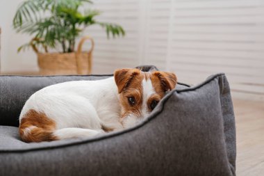 Köpek yatağında uyuyan dört aylık tel saçlı Jack Russell Terrier köpeğinin portresi. Salonda dinlenen komik kürk lekeleri olan küçük kaba köpecik. Kapat, kopyala boşluk, arkaplan.