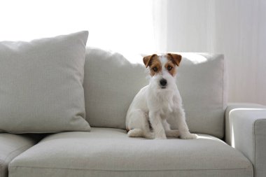 Tel saçlı Jack Russell Terrier köpek yavrusu bej renkli tekstil kanepesinde kameraya bakıyor. Evdeki kanepede oturan komik kürk lekeli küçük kaba köpecik. Kapat, kopyala boşluk, arkaplan