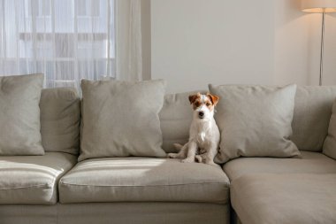 Tel saçlı Jack Russell Terrier köpek yavrusu bej renkli tekstil kanepesinde kameraya bakıyor. Evdeki kanepede oturan komik kürk lekeli küçük kaba köpecik. Kapat, kopyala boşluk, arkaplan