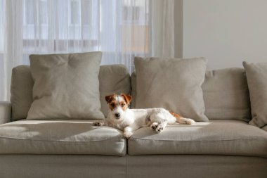 Tel saçlı Jack Russell Terrier köpek yavrusu bej renkli tekstil kanepesinde kameraya bakıyor. Evdeki kanepede oturan komik kürk lekeli küçük kaba köpecik. Kapat, kopyala boşluk, arkaplan