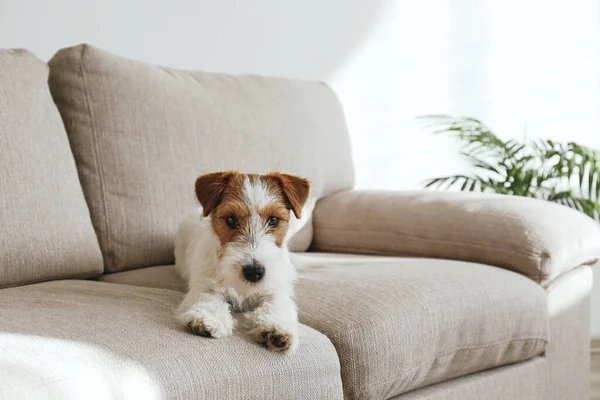 金发碧眼的杰克罗素泰里尔小狗在米黄色的纺织品沙发上看着摄像机 小毛茸茸的狗 毛皮上有奇怪的污迹 坐在家里的沙发上 复制空间 — 图库照片