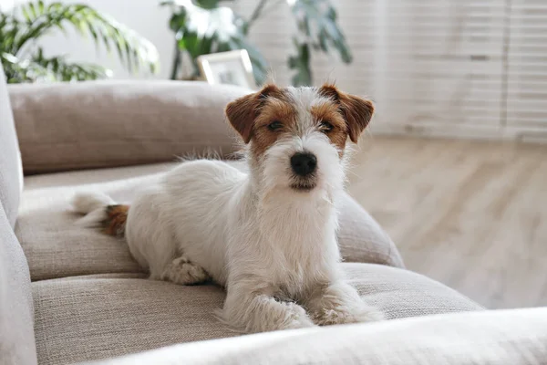 Tel saçlı Jack Russell Terrier köpek yavrusu bej renkli tekstil kanepesinde kameraya bakıyor. Evdeki kanepede oturan komik kürk lekeli küçük kaba köpecik. Kapat, kopyala boşluk, arkaplan