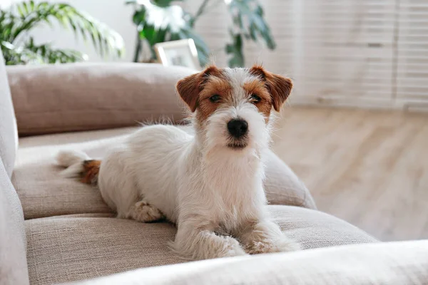 Wire Haired Jack Russell Terrier Puppy Beige Textile Couch Looking — Foto de Stock