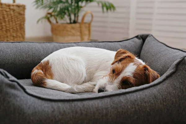 Retrato Cachorro Cuatro Meses Edad Con Pelo Jack Russell Terrier — Foto de Stock