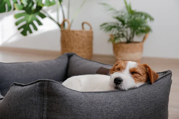 四个月大的铁丝宝宝杰克罗素特里耶的肖像睡在狗床上 一只毛皮污迹古怪的粗糙的小狗躺在躺椅里 复制空间 — 图库照片