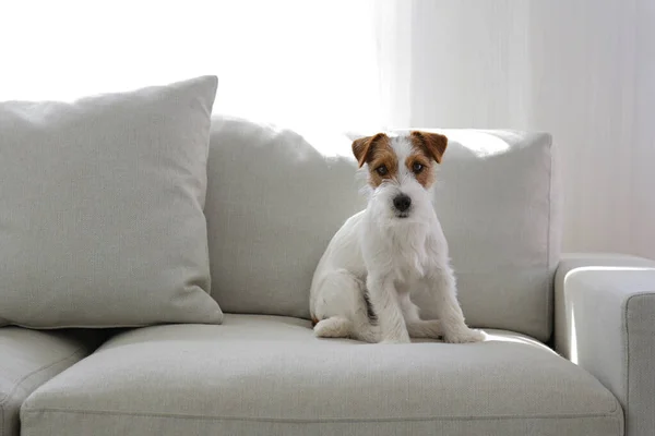 Drátěné Vlasy Jack Russell Teriér Štěně Béžové Textilním Gauči Dívá — Stock fotografie