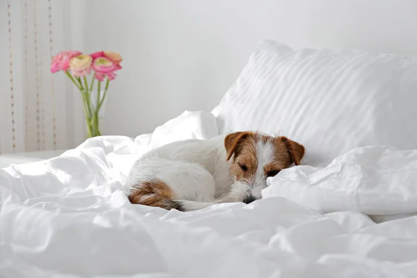 かわいい線毛白いリネンのベッドの上に折り畳まれた耳を持つジャック ラッセル テリア子犬 白いベッドシートの上に小さなラフコーティングされた犬 スペースをコピーし — ストック写真