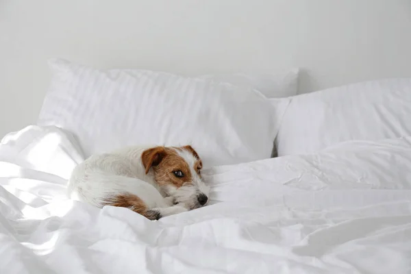 Cão Cabelo Bonito Jack Russel Terrier Com Orelhas Dobradas Uma — Fotografia de Stock