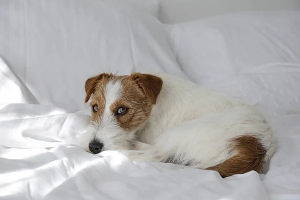 かわいい線毛白いリネンのベッドの上に折り畳まれた耳を持つジャック ラッセル テリア子犬 白いベッドシートの上に小さなラフコーティングされた犬 スペースをコピーし — ストック写真