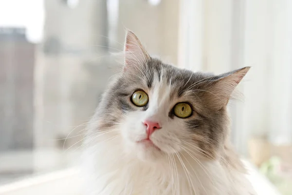 Portrait Cute Siberian Cat Green Eyes Window Soft Fluffy Purebred — Stock Photo, Image