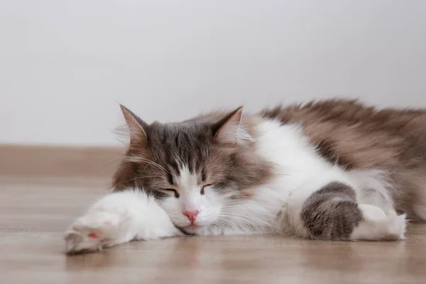 Portré Egy Zöld Szemű Szibériai Macskáról Aki Otthon Alszik Földön — Stock Fotó