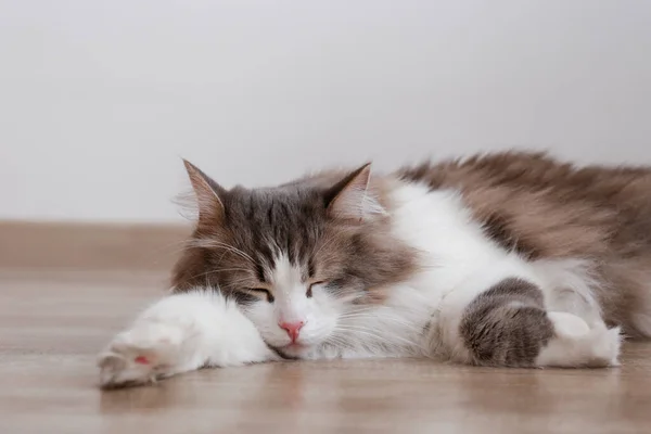 Portrait Siberian Cat Green Eyes Sleeping Floor Home Fluffy Purebred — ストック写真