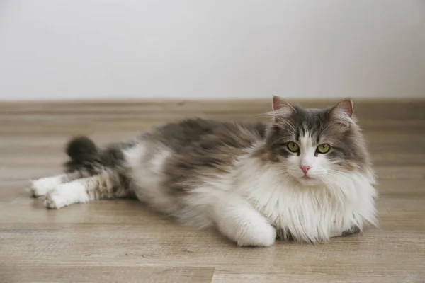 Portret Van Een Siberische Kat Met Groene Ogen Die Thuis — Stockfoto