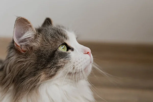 Portret Van Een Siberische Kat Met Groene Ogen Die Thuis — Stockfoto