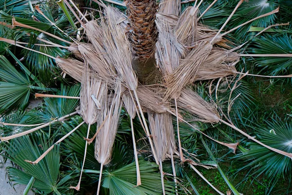 Pile Freshly Cut Green Dry Leaves Exotic Sugar Palm Tree — Foto Stock