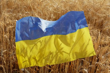 Yaklaşan gıda krizinin sembolü olarak yumuşak günbatımı ışığı ile aydınlatılan buğdayın üzerinde duran Ukrayna ulusal bayrağı. Kapat, metin ve arkaplan için boşluk kopyala.